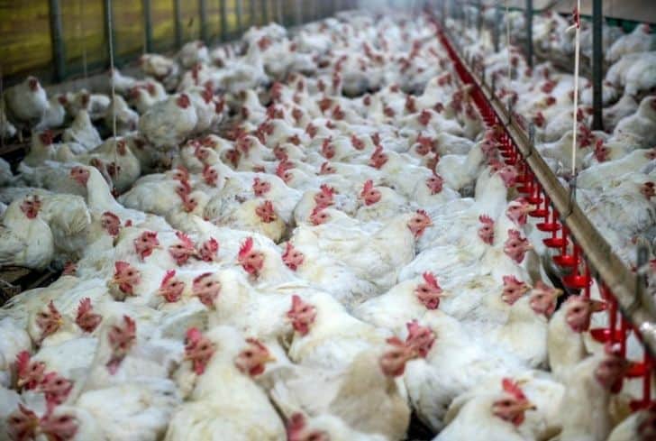 國外工廠化農業:歷史、影響和可持續解決方案 國外工廠化農業:歷史、影響和可持續解決方案